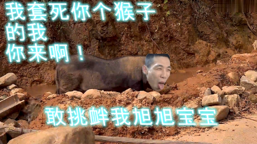 【华农戏猴】旭旭宝宝逃跑计划